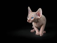 Fotografia de estúdio de sphynx gato no fundo preto — Fotografia de Stock