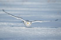 Coruja branca voando sobre terra coberta de neve — Fotografia de Stock