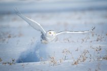 Coruja branca voando sobre terra coberta de neve — Fotografia de Stock