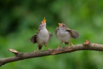 Kleine Vögel, die auf Ästen hocken — Stockfoto