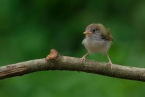 Маленький птах, що вбирається на гілці дерева — стокове фото