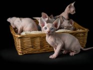 Cute sphynx kittens in basket on black background — Stock Photo
