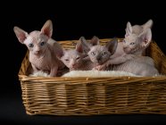 Lindos gatitos esfinge en cesta sobre fondo negro - foto de stock