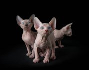 Studio photography of sphynx kittens on black background — Stock Photo