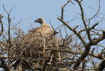 Aquila in nido su albero in luce solare lucente — Foto stock