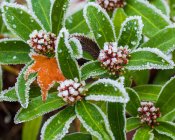 Plant covered in frost, botanical shot close up — Stock Photo