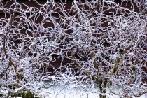 Снігові гілки покритих дерев на темному фоні — стокове фото