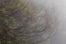 Bela vista de galhos de árvore na névoa — Fotografia de Stock