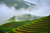Красивый пейзаж с сельскохозяйственными зелеными полями с низкими облаками — стоковое фото