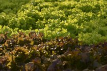 Hidroponia de vegetais, Vegetais orgânicos frescos em campo vegetal hidropônico. — Fotografia de Stock