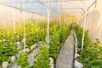 Hidroponia de vegetais, Vegetais orgânicos frescos em campo vegetal hidropônico. — Fotografia de Stock