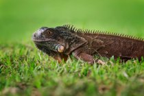 Green iguana resting on grass, close up — Stock Photo