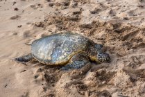 View of large turtle is resting on sand — стоковое фото
