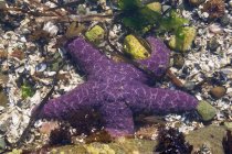 Vista subaquática da bela estrela do mar, natureza — Fotografia de Stock