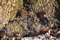 Primo piano di una bella acqua creature marine — Foto stock