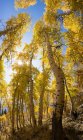 Scena soleggiata con alberi fogliati autunno — Foto stock