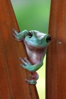 Frog sitting on plant, close up shot — Stock Photo