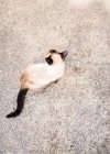 Вид зверху на кошеня на тротуарі на вулиці — стокове фото