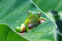 Портрет білої губчастої деревної жаби на листі — стокове фото