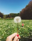 Woman holding a dandelion and her daughter walking in the meadow — Stock Photo