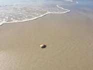 Seashell on beach, Pensacola, Santa Rosa, Florida, America, USA — Stock Photo