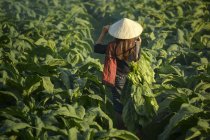Agricultor caminando por un campo de tabaco, Tailandia - foto de stock