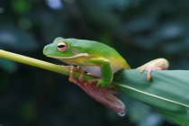 Білосніжна деревна жаба на рослині, розмитий фон — стокове фото