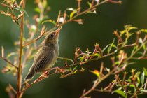 Pássaro Bluethroat fêmea sentado em um ramo, contra fundo borrado — Fotografia de Stock