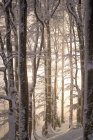 La luz del sol en un bosque nevado, Gaisberg, Salzburgo, Austria - foto de stock