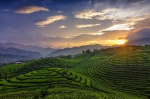 Plantación de té al atardecer, Alahan Panjang, Sumatra Occidental, Indonesia - foto de stock