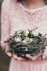 Жіночі руки тримають гніздо з перепелиними яйцями — стокове фото