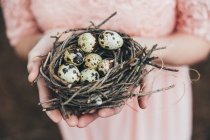 Женская рука держит гнездо с перепелиными яйцами — стоковое фото