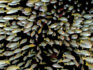 Troupeau de poissons de mer sur fond noir — Photo de stock