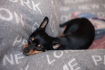 Мініатюрна собака-пінчер, що розслабляється на дивані, вид крупним планом — стокове фото