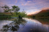 Reflexão em árvore em um lago, Connemara, Irlanda — Fotografia de Stock