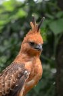 Javan hawk eagle against blurred background — Stock Photo