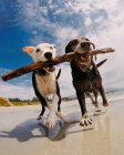 Dos perros lindos con un palo en la playa - foto de stock