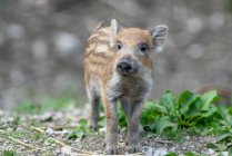 Close up view of cute Wild Boar piglet, Alpes austríacos, Grunau im Almtal, Gmunden, Áustria — Fotografia de Stock