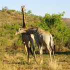 Два жирафа ласковы в дикой природе — стоковое фото