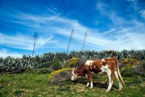 Pascolare di mucca in un campo, Tarifa, Cadice, Andalusia, Spagna — Foto stock