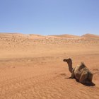 Vue panoramique sur le chameau dans le désert, Wahiba Sands, Oman — Photo de stock