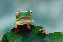 Белогубая древесная лягушка на листе, размытый фон — стоковое фото