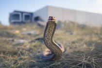 Восточная коричневая змея смотрит в камеру, избирательный фокус — стоковое фото