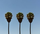 Vista panorámica de tres palmeras en fila, Port Elizabeth, Nelson Mandela Bay, Eastern Cape, Sudáfrica - foto de stock