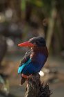Portrait of a kingfisher bird against blurred background — Stock Photo