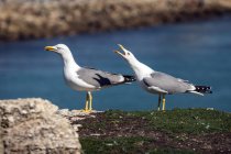 Deux mouettes sur un mur, Pigeon Island, Tarifa, Cadix, Andalousie, Espagne — Photo de stock