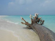 Vista panorâmica de Driftwood na praia, Vashafaru, Maldivas — Fotografia de Stock
