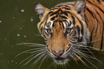 Close-up retrato de um tigre de Sumatra, Java Ocidental, Indonésia — Fotografia de Stock