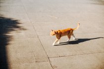 Gato jengibre caminando en la calle y arrojando sombra - foto de stock