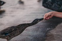 Side view of boy feeding a duck — Stock Photo